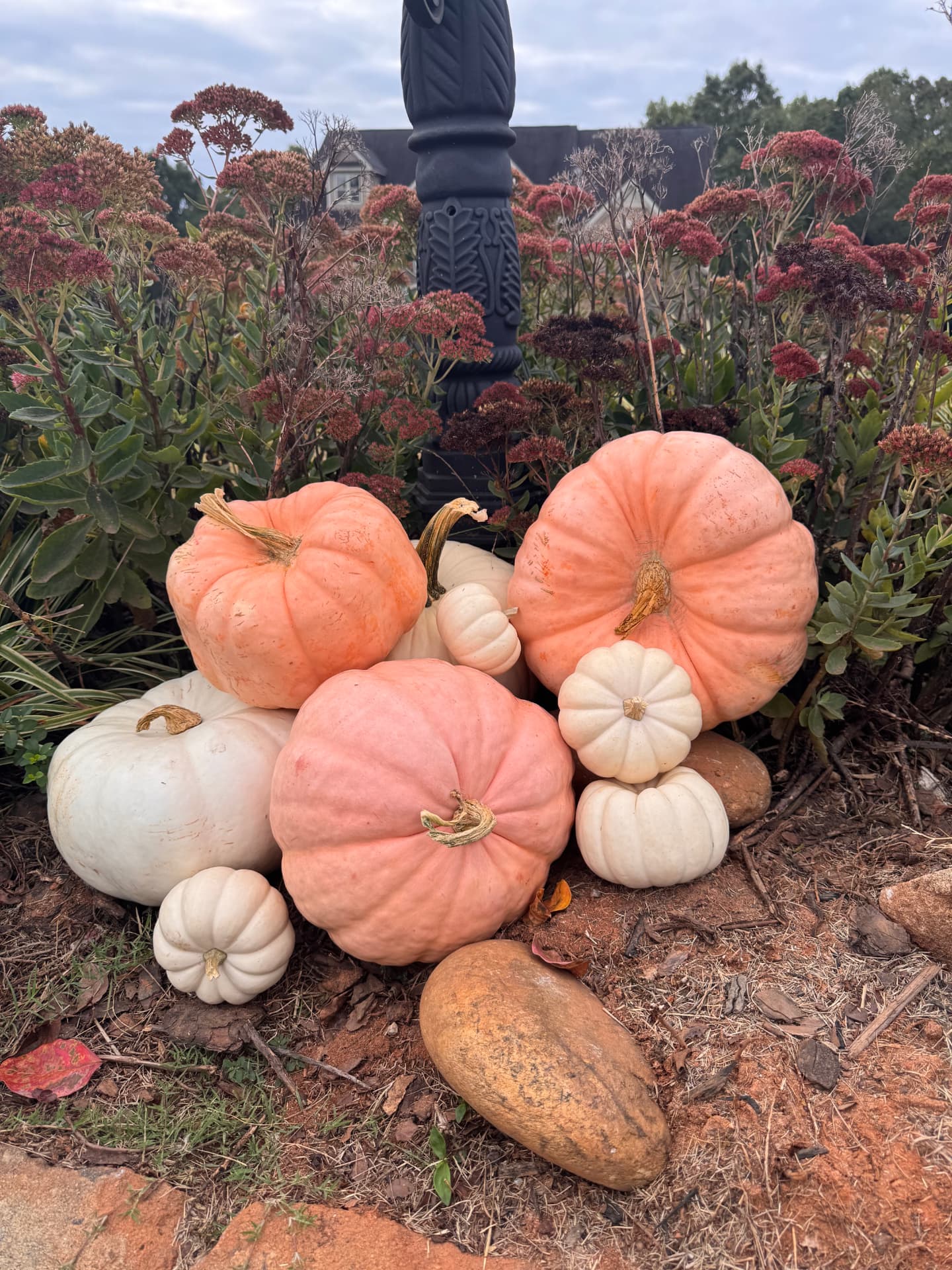 Blush and white heirloom pumpkins nestled in a garden bed