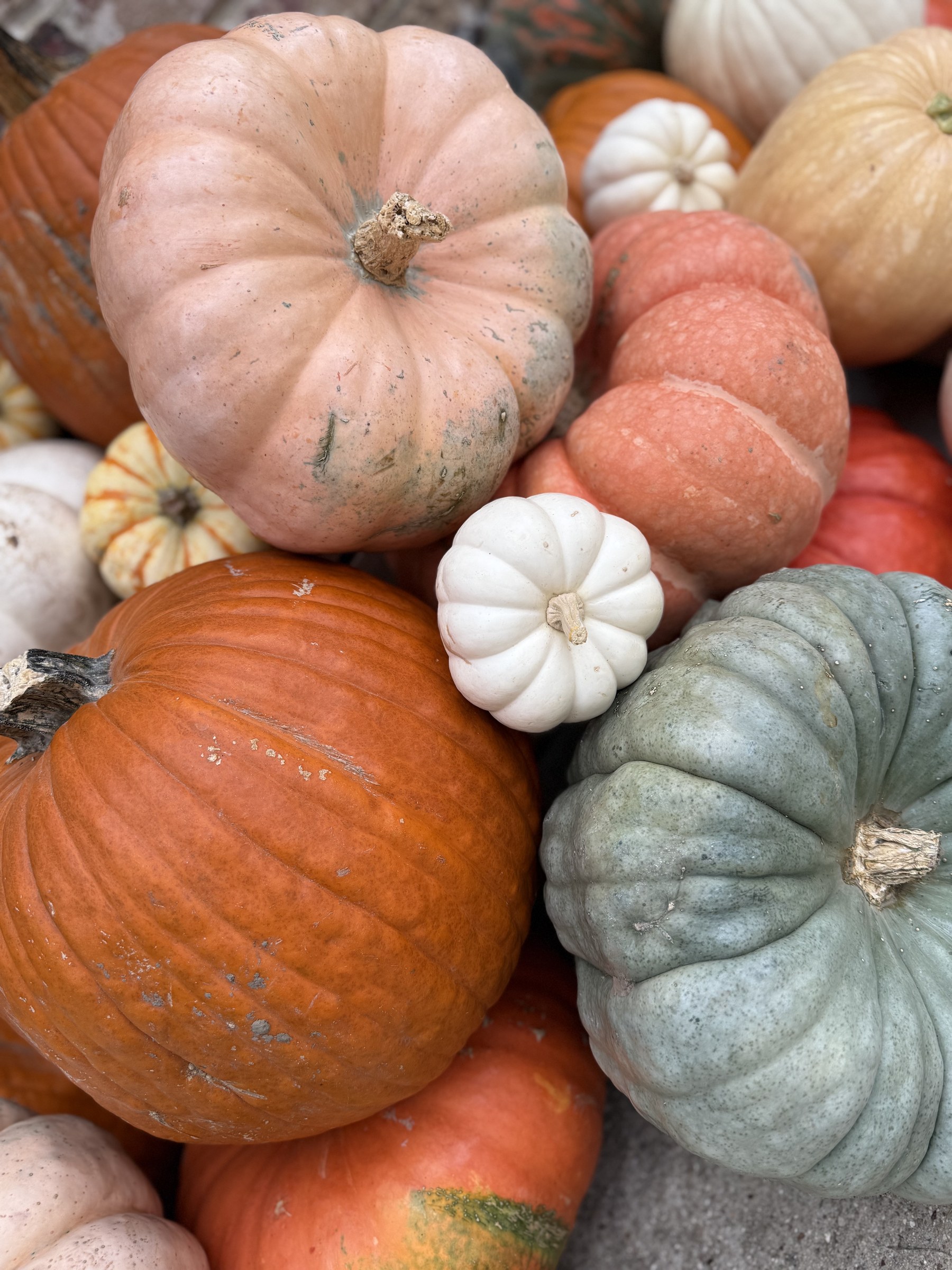 Close detail of blush, white, orange, and blue-gray heirloom pumpkins